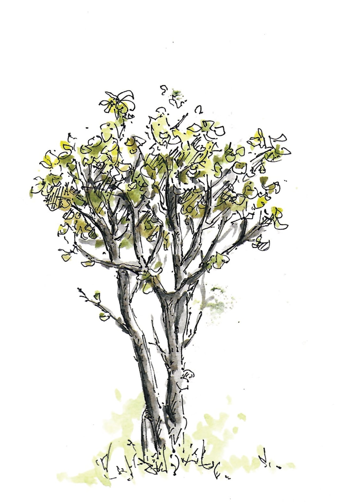 https://res.cloudinary.com/dgksx9vlc/image/upload/v1766165538/sketchbook%20new/plants12_xuy4nu.jpg