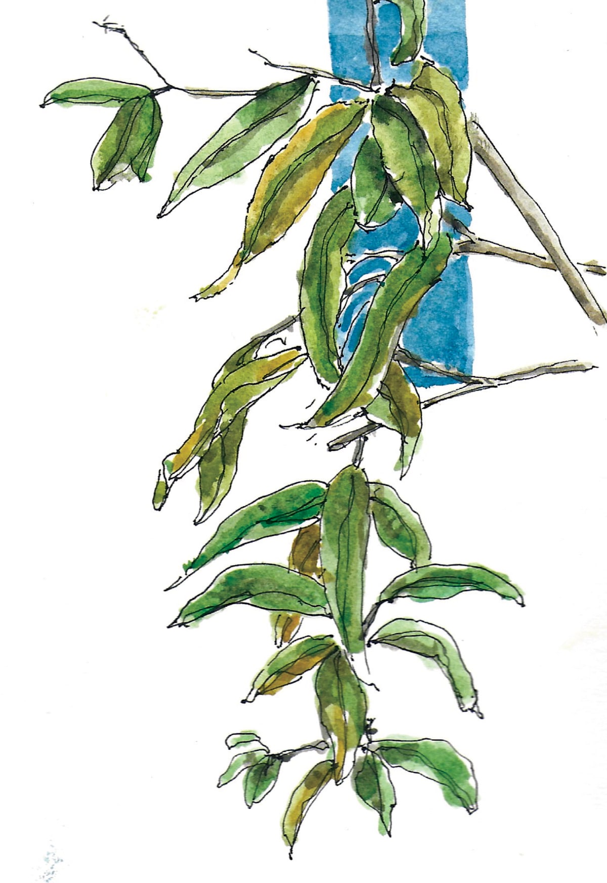 https://res.cloudinary.com/dgksx9vlc/image/upload/v1766165537/sketchbook%20new/plants13_z9djfg.jpg