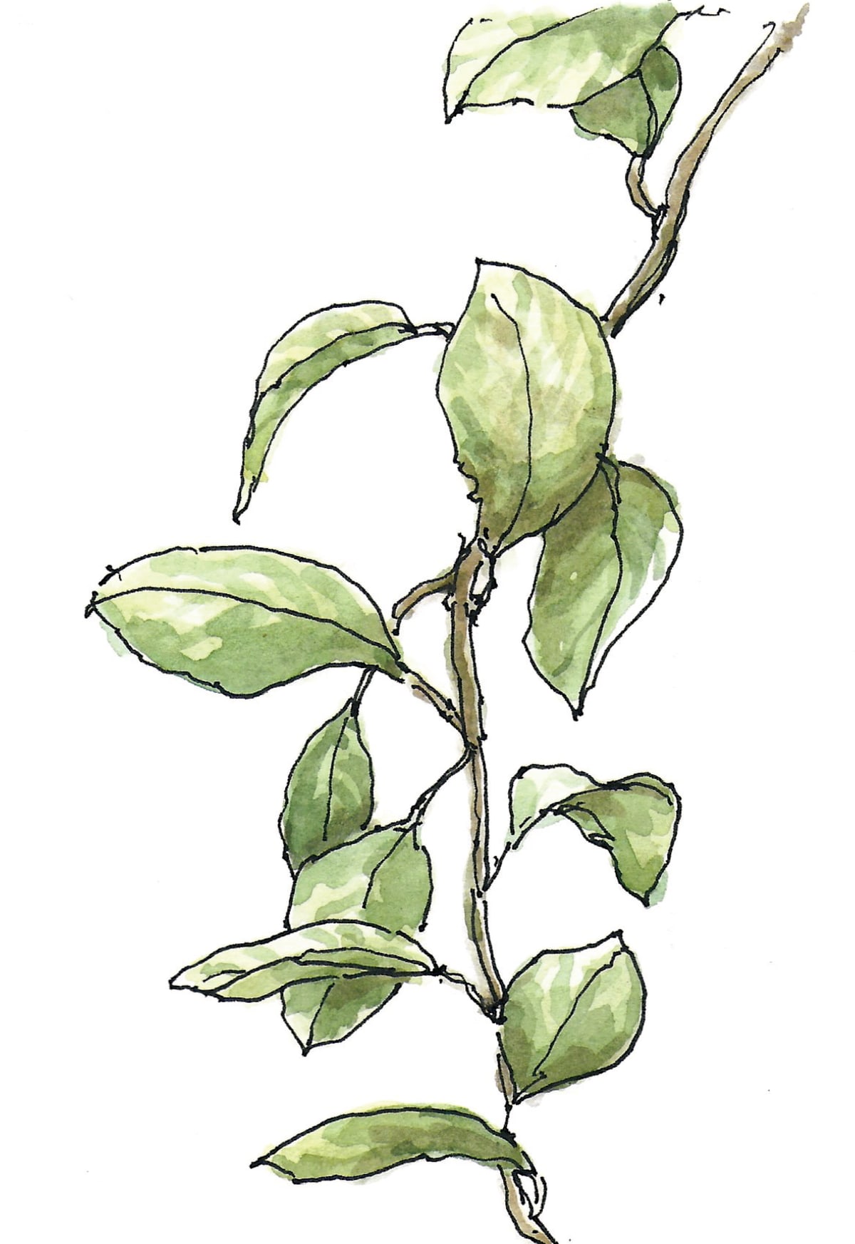 https://res.cloudinary.com/dgksx9vlc/image/upload/v1766165539/sketchbook%20new/plants15_tqfokf.jpg