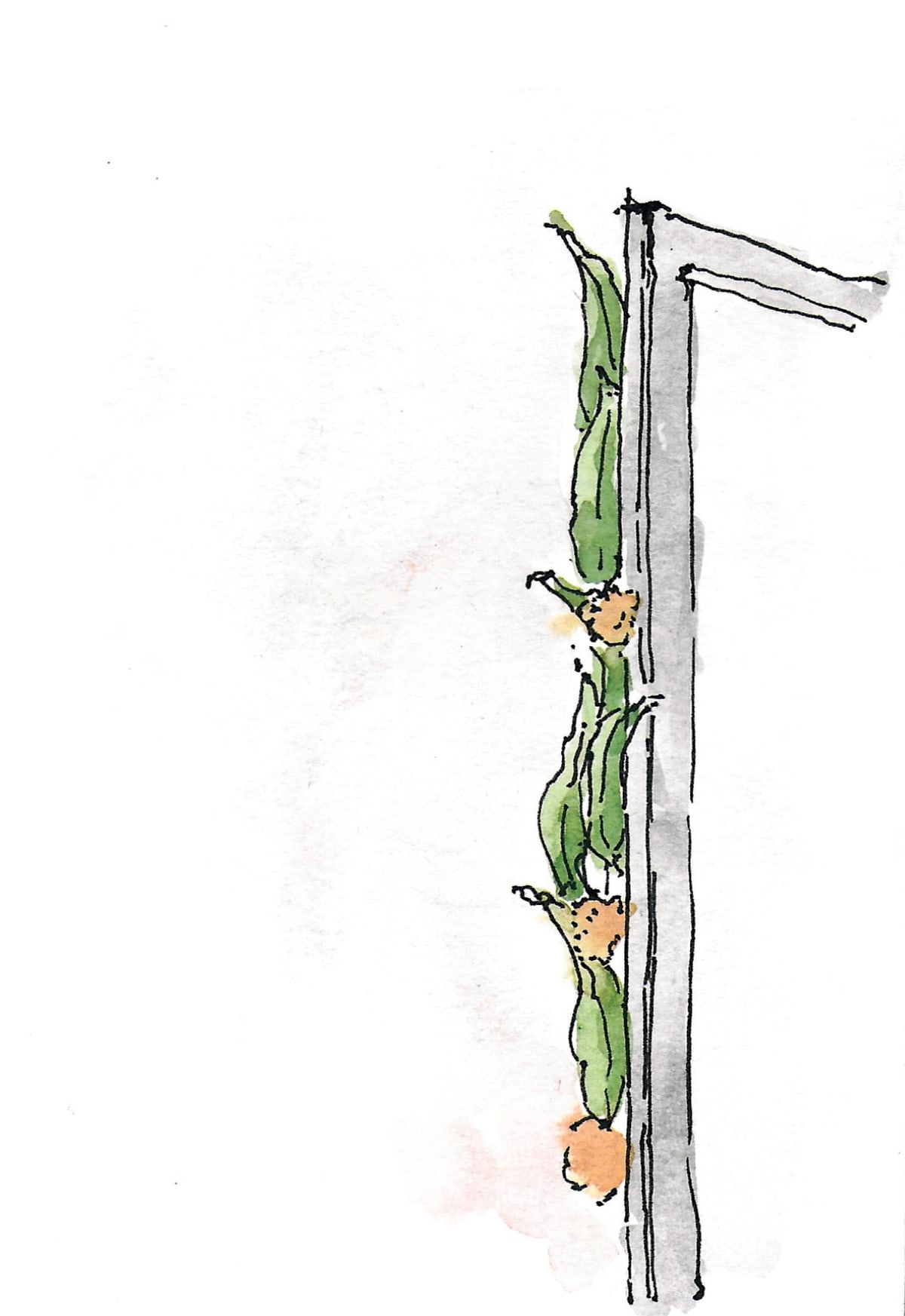 https://res.cloudinary.com/dgksx9vlc/image/upload/v1766165542/sketchbook%20new/plants16_cai1vf.jpg