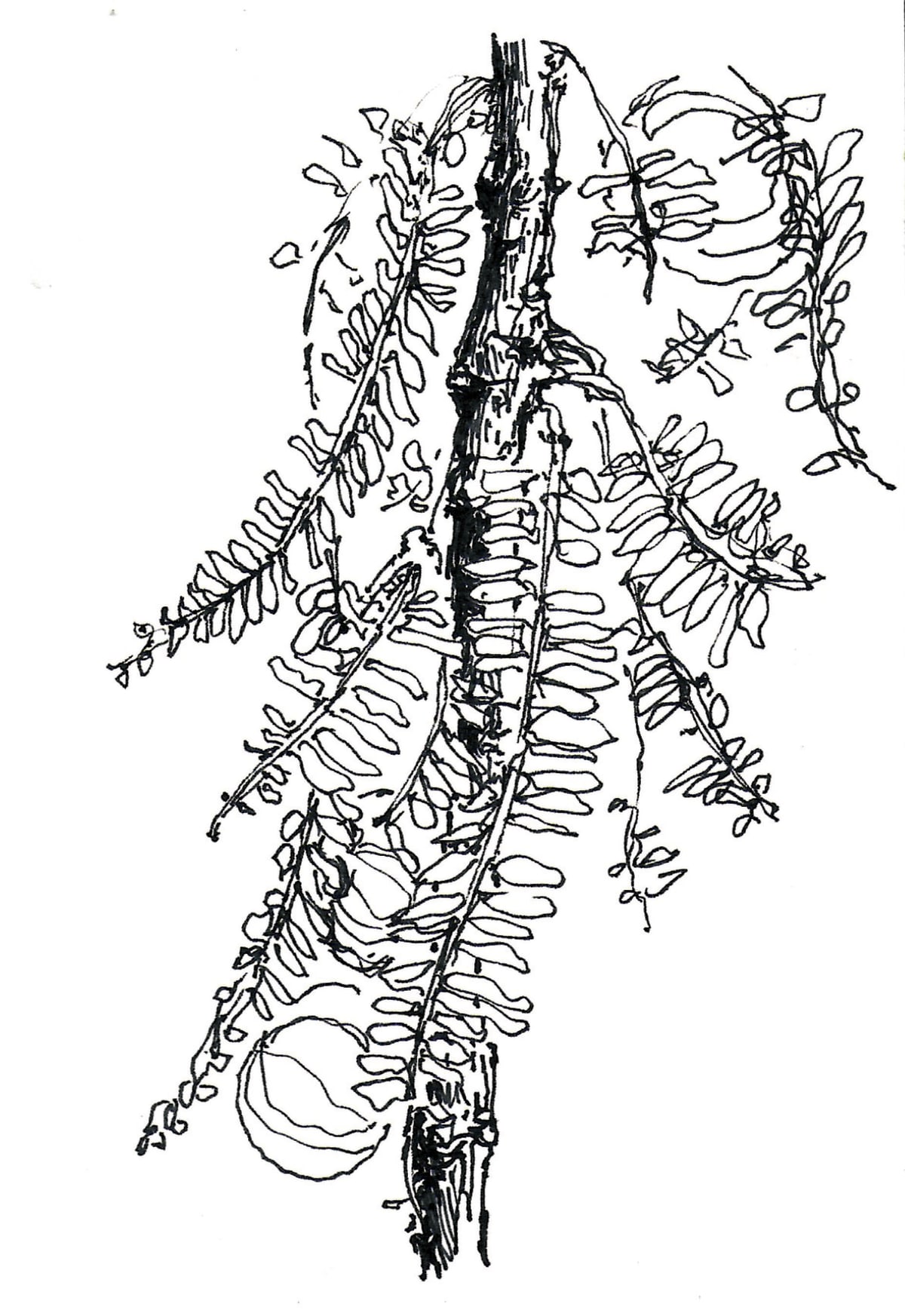 https://res.cloudinary.com/dgksx9vlc/image/upload/v1766165539/sketchbook%20new/plants17_lagoeo.jpg