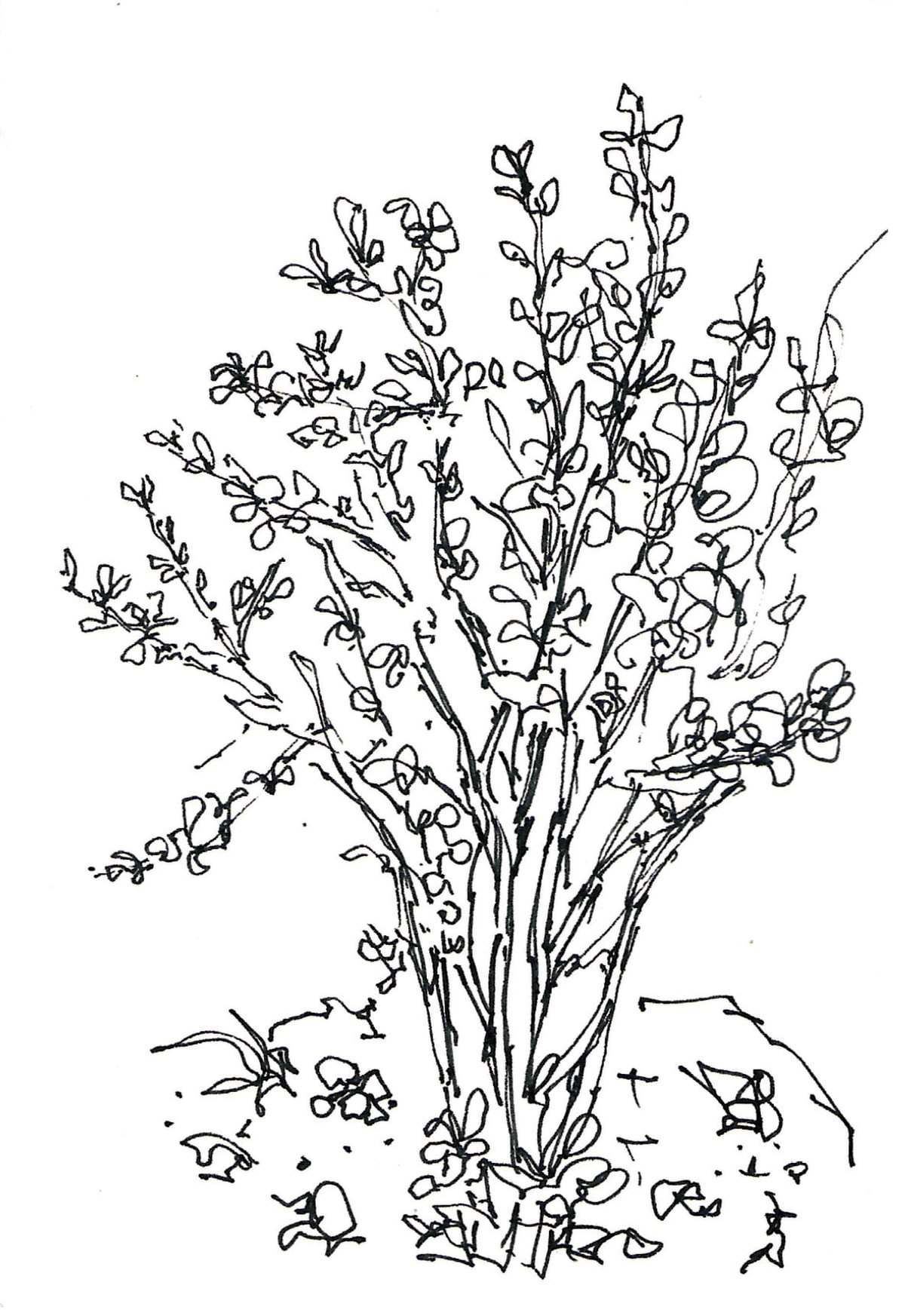 https://res.cloudinary.com/dgksx9vlc/image/upload/v1766165540/sketchbook%20new/plants18_stotvf.jpg