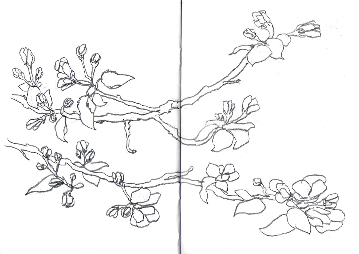 https://res.cloudinary.com/dgksx9vlc/image/upload/v1766165544/sketchbook%20new/plants21_ihjh1s.jpg
