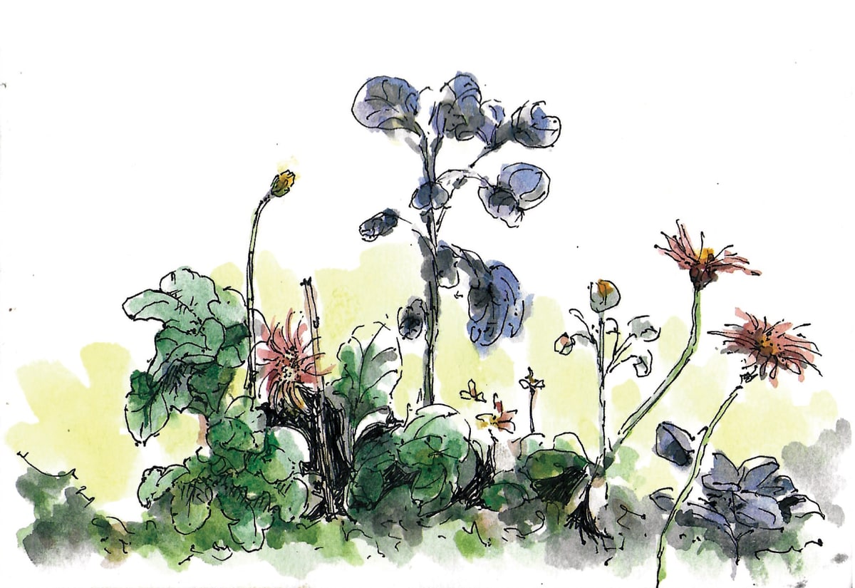 https://res.cloudinary.com/dgksx9vlc/image/upload/v1766165544/sketchbook%20new/plants30_dnnxcg.jpg