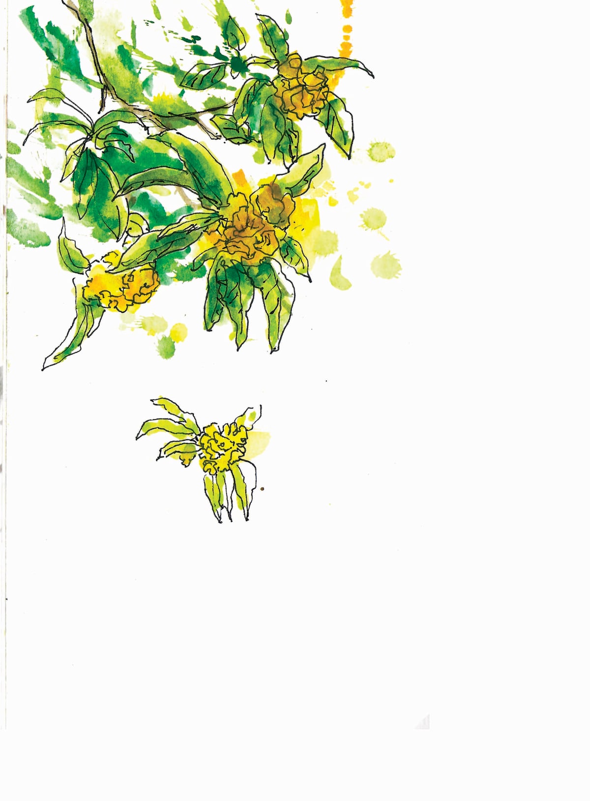 https://res.cloudinary.com/dgksx9vlc/image/upload/v1766165541/sketchbook%20new/plants31_ivcmtr.jpg