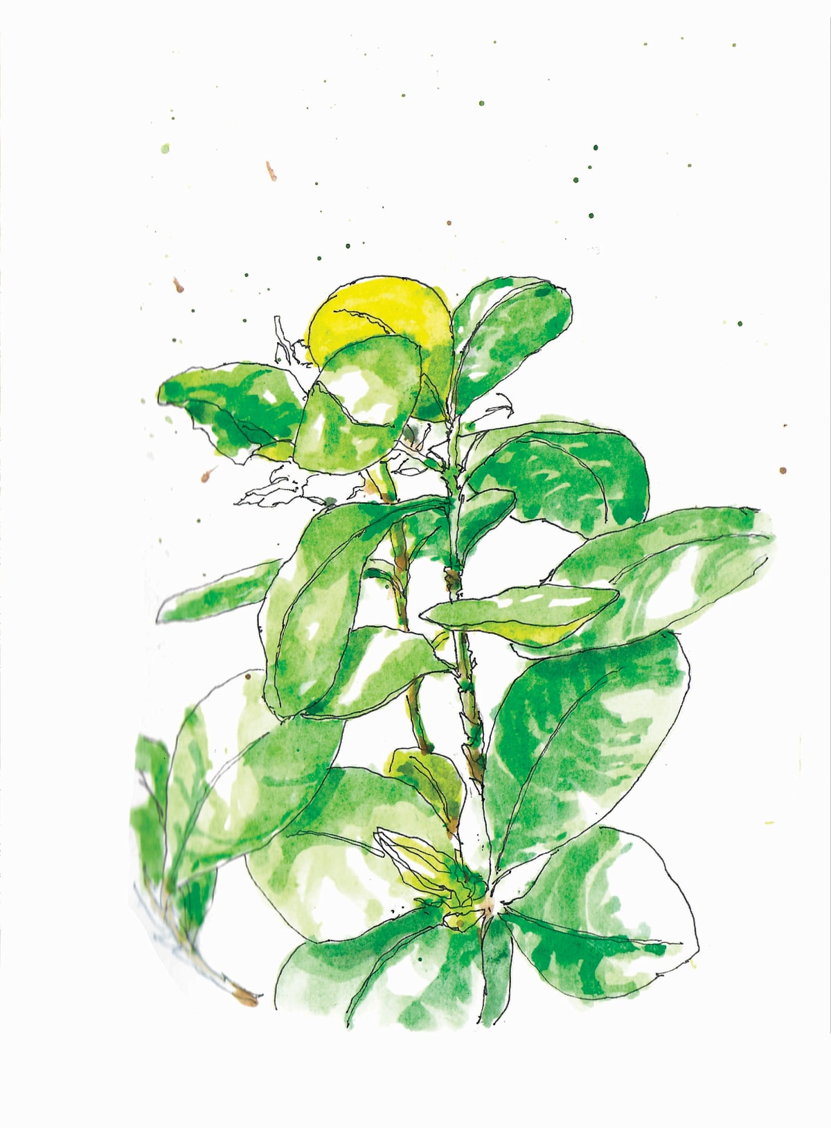 https://res.cloudinary.com/dgksx9vlc/image/upload/v1766165542/sketchbook%20new/plants33_timxpu.jpg