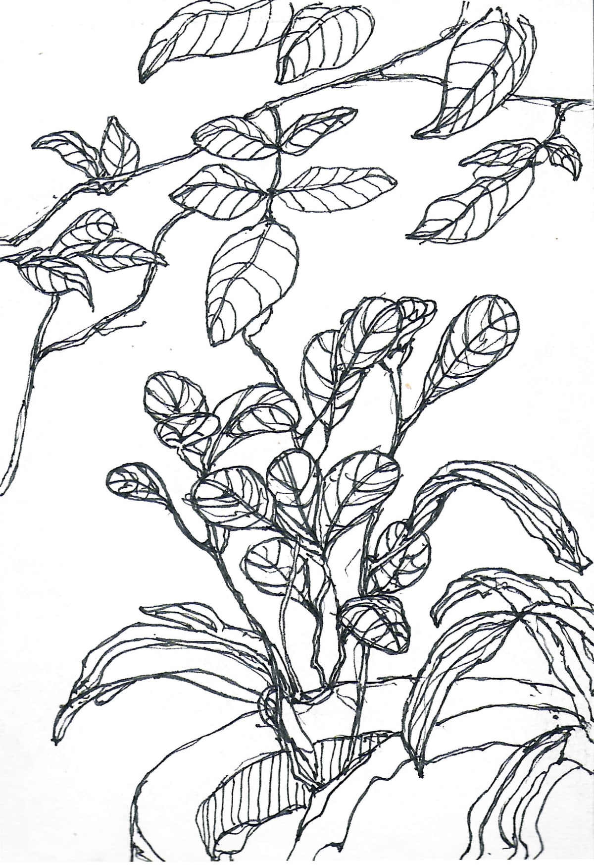 https://res.cloudinary.com/dgksx9vlc/image/upload/v1766165540/sketchbook%20new/plants7_vc8suz.jpg