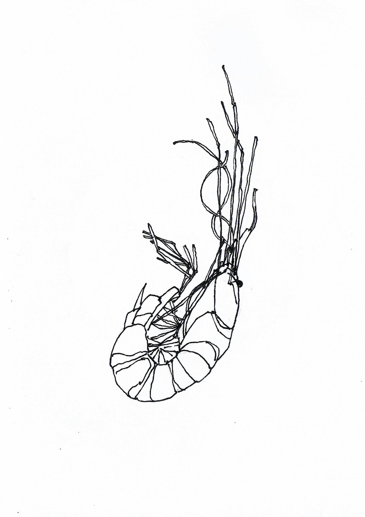 https://res.cloudinary.com/dgksx9vlc/image/upload/v1766165594/sketchbook%20new/shrimp_hho2lb.jpg