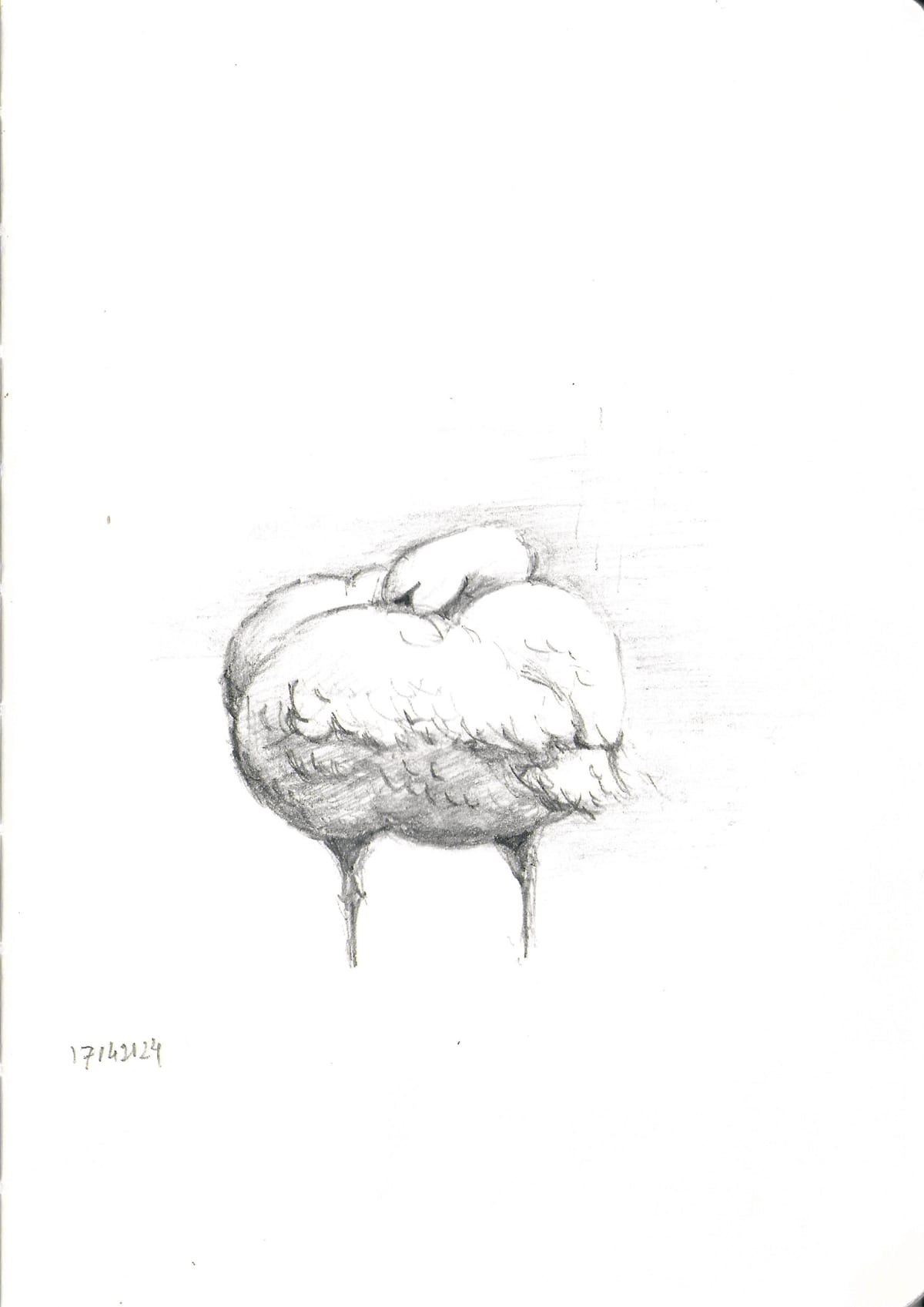 https://res.cloudinary.com/dgksx9vlc/image/upload/v1766165617/sketchbook%20new/swam_ppryjf.jpg