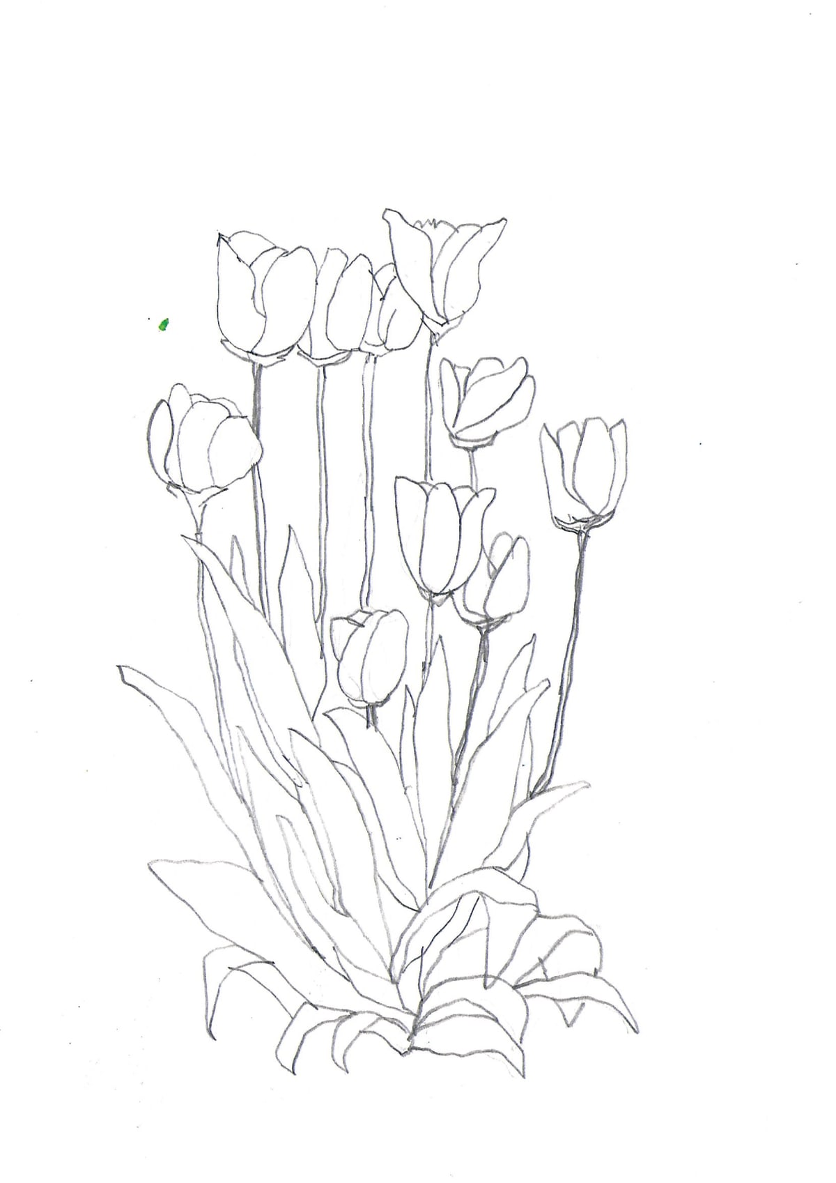 https://res.cloudinary.com/dgksx9vlc/image/upload/v1766165652/sketchbook%20new/tulip_kzzpmf.jpg