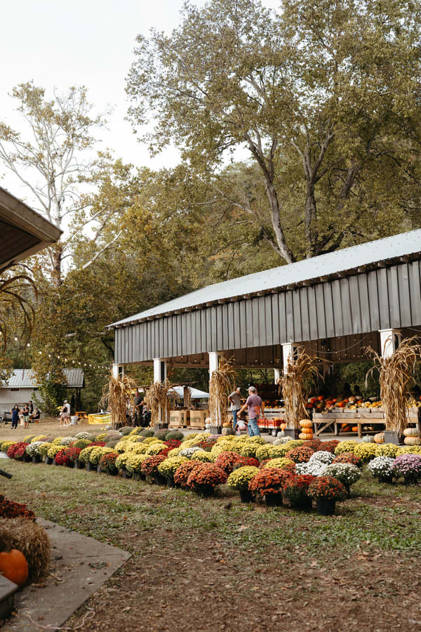 Rows of colorful mums and corn stalks in front of the long barn