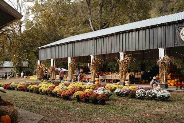 Rows of colorful mums and corn stalks in front of the long barn