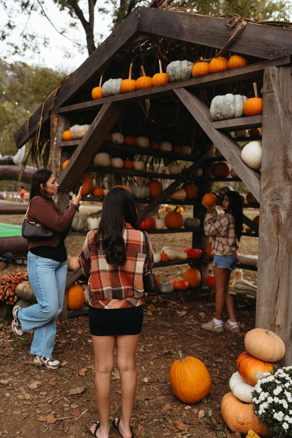 Guests picking pumpkins at the pumpkin shed