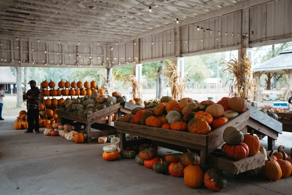 Pumpkins piled high on wooden carts under the pavilion