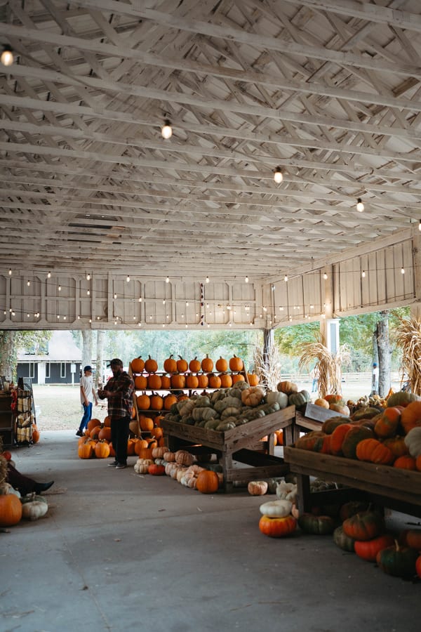 Pumpkins piled high on wooden carts under the pavilion