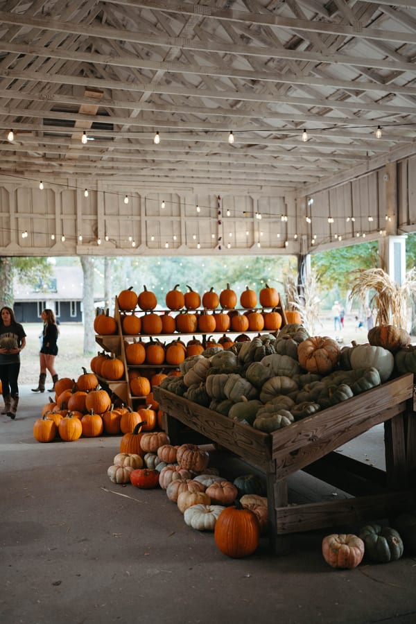 Pumpkins piled high on wooden carts under the pavilion