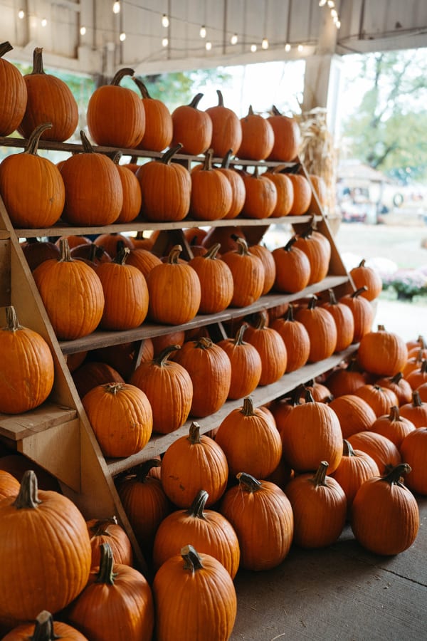 Shelves full of orange pumpkins