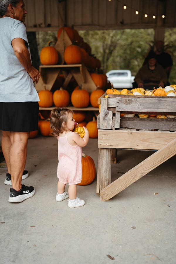 Toddler carrying a small pumpkin past the pumpkin shelves