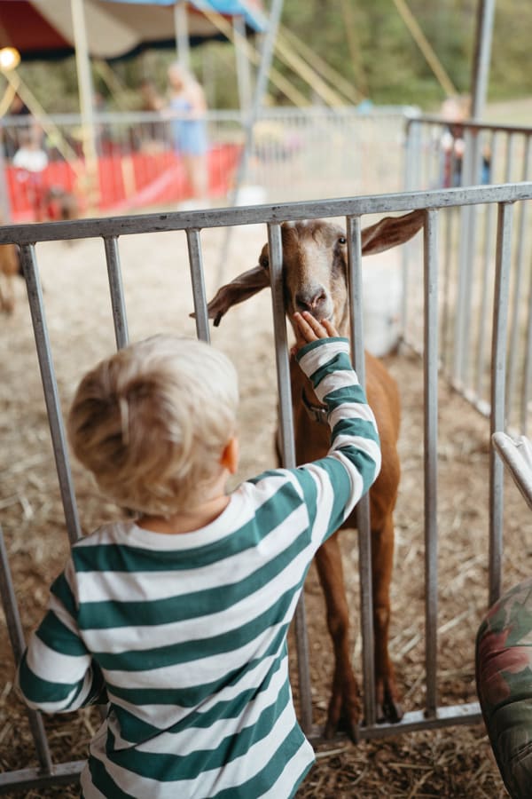 Boy petting a goat through the pen