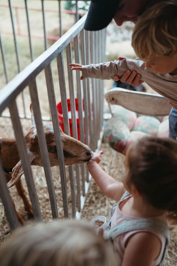 Kids feeding a goat at the petting zoo