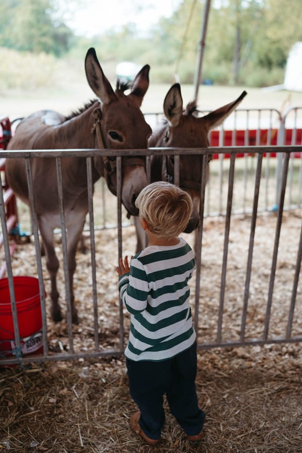 Boy meeting the donkeys at the petting zoo