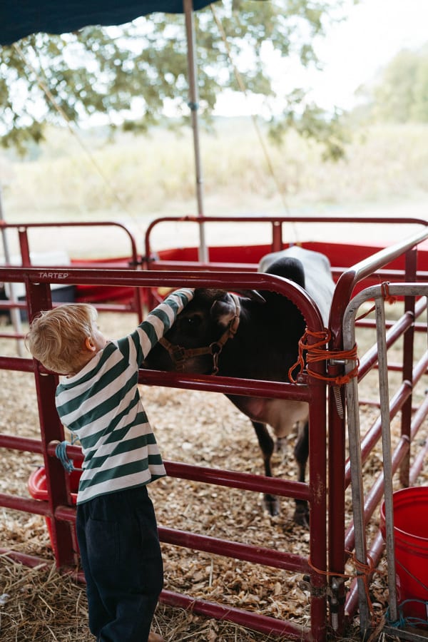 Boy petting a calf at the petting zoo