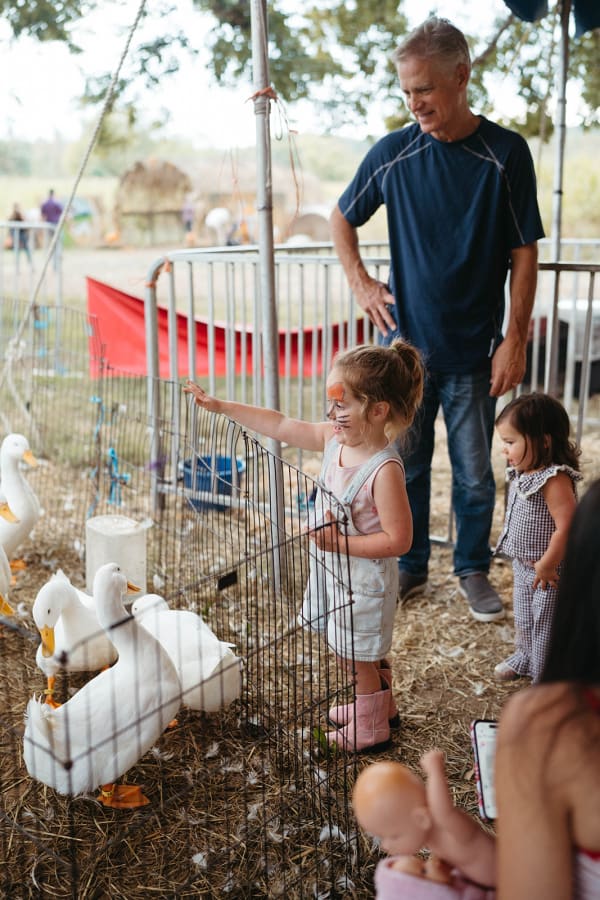 Kids watching the white ducks at the petting zoo