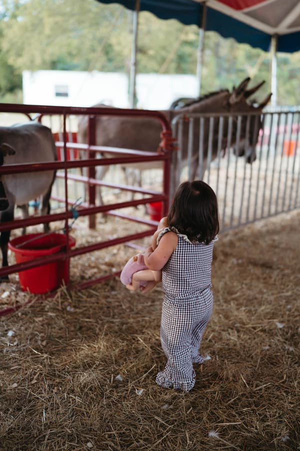Toddler visiting the donkey at the petting zoo