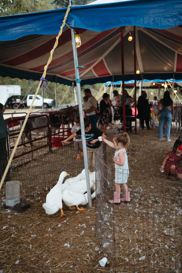 Kids watching the ducks under the petting zoo tent