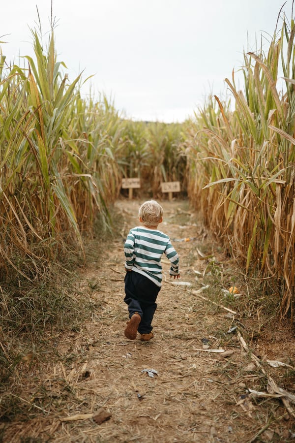 Toddler running down a corn maze path