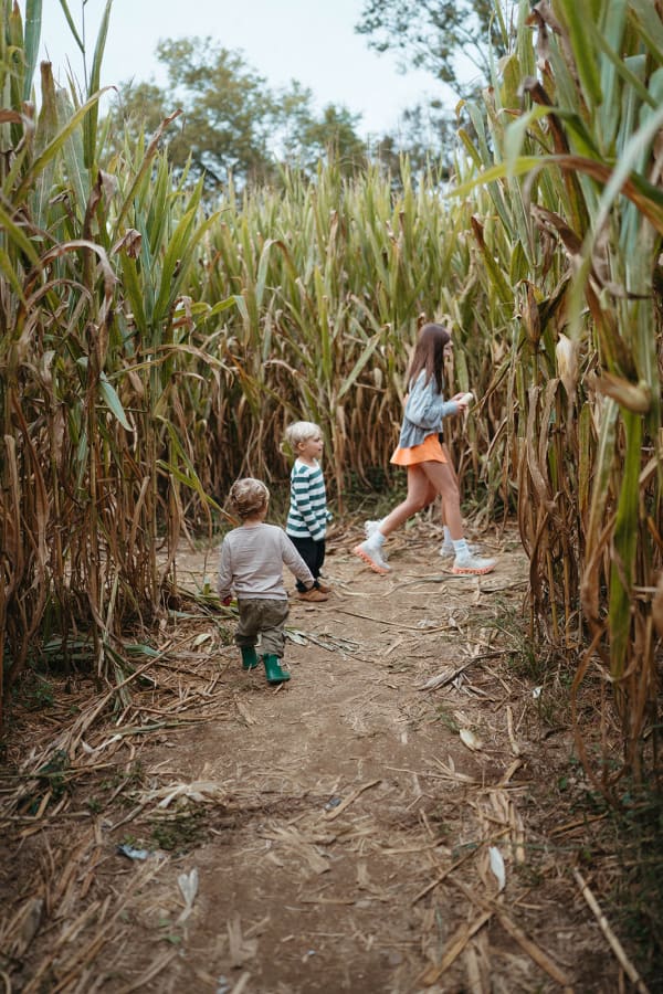 Families walking through the corn maze
