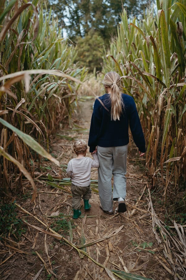 Families walking through the corn maze