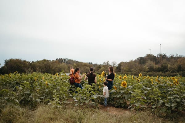 The sunflower field in bloom