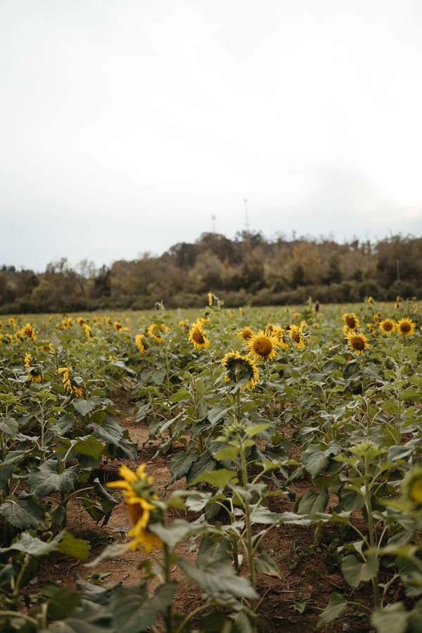The sunflower field in bloom