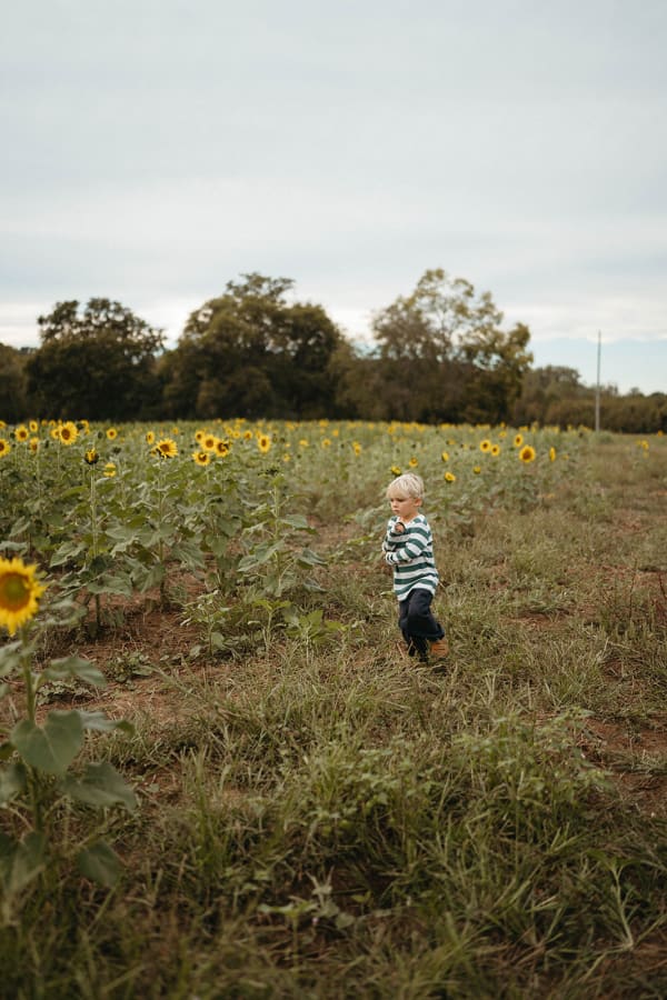 The sunflower field in bloom