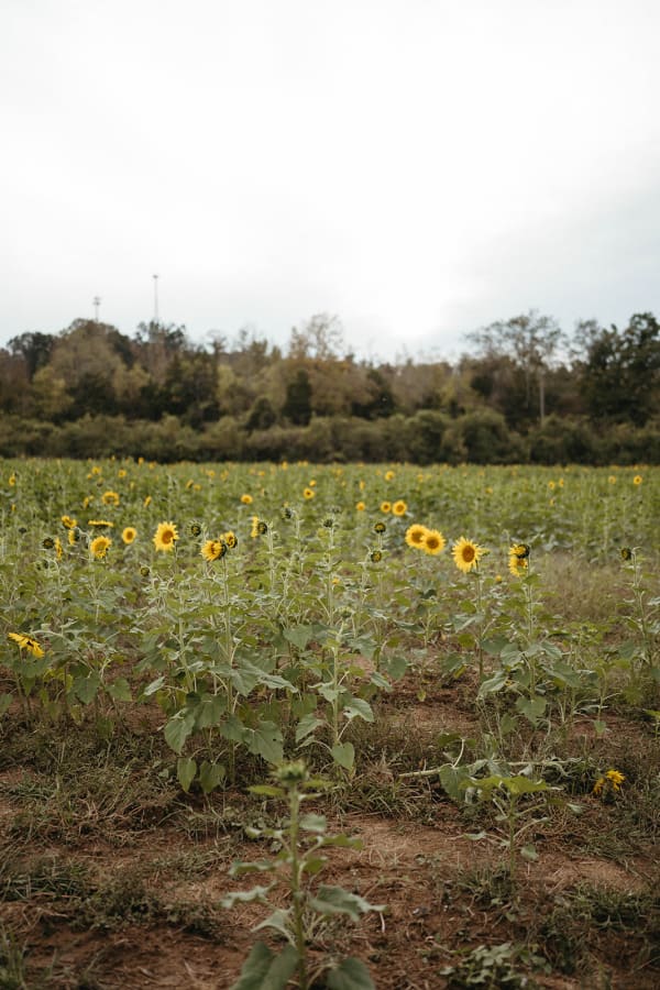 The sunflower field in bloom