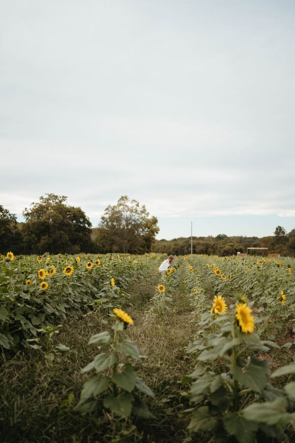Path through the sunflower field
