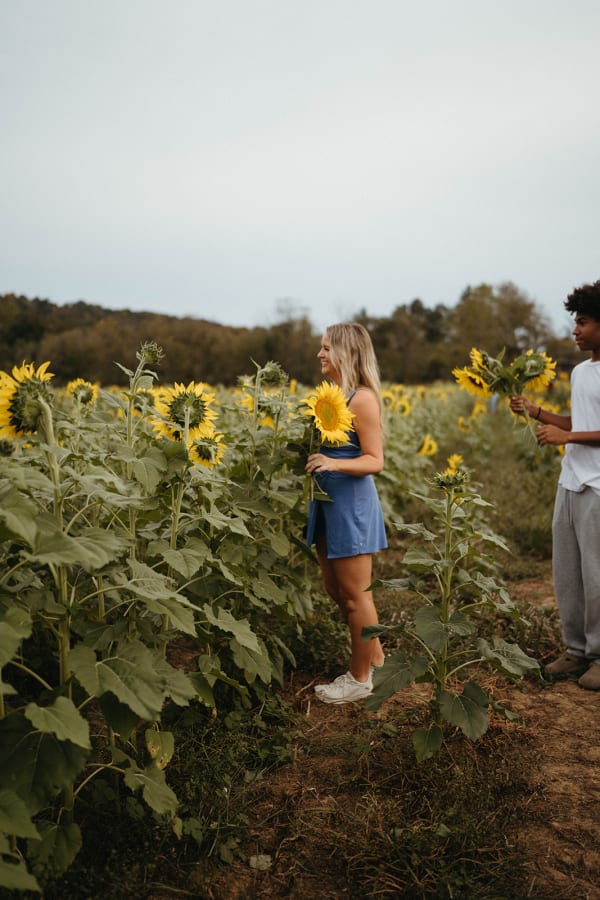 Woman holding a sunflower in the sunflower field