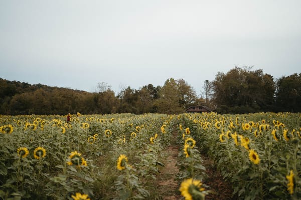 Rows of sunflowers stretching across the field