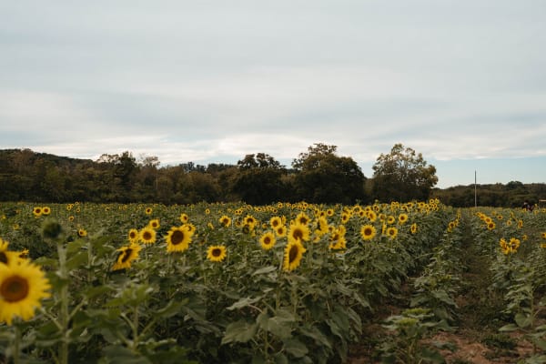 Rows of sunflowers stretching across the field