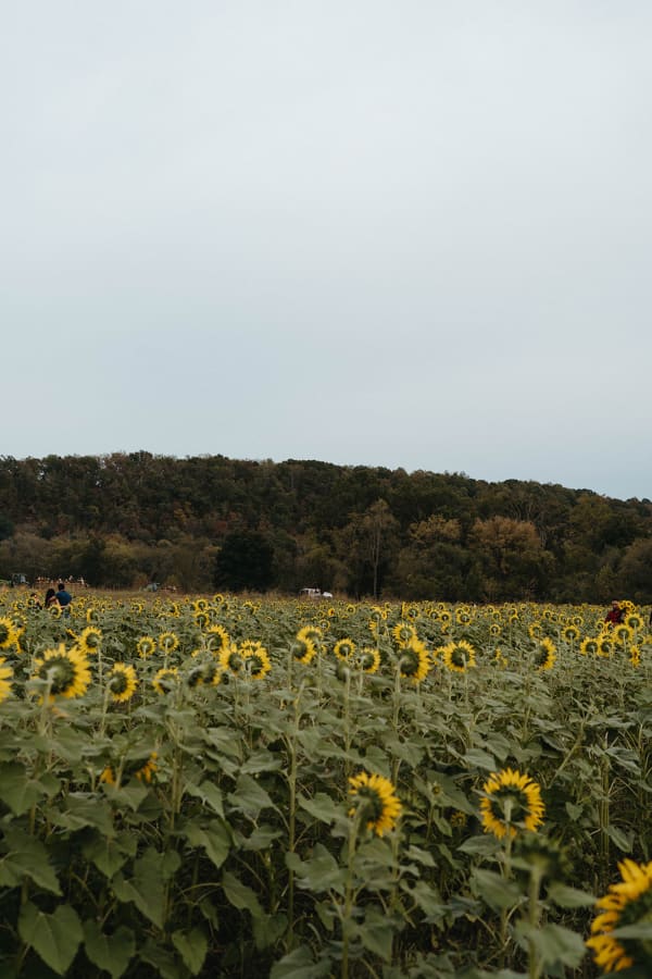 Rows of sunflowers stretching across the field