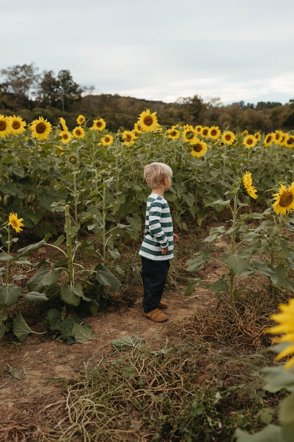 Little boy exploring the sunflower field