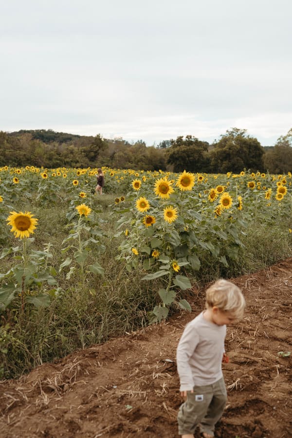 Child exploring the sunflower rows