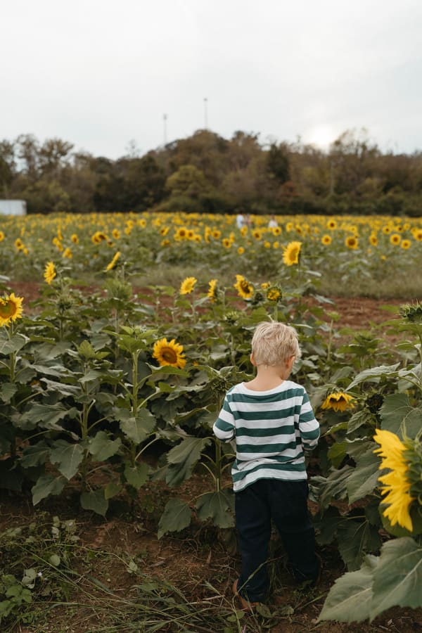 Child exploring the sunflower rows
