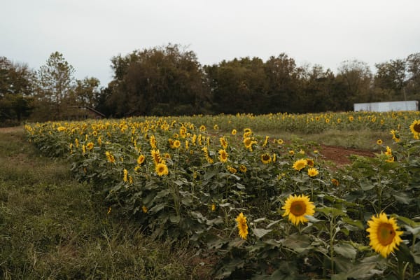 Sunflower field under a cloudy sky