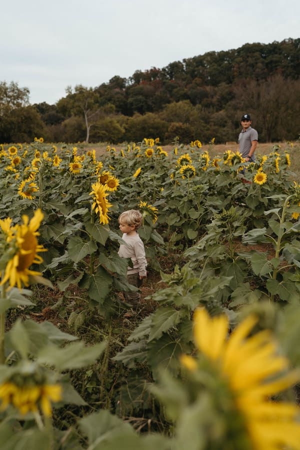 Sunflower field under a cloudy sky