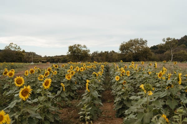 Sunflower field under a cloudy sky