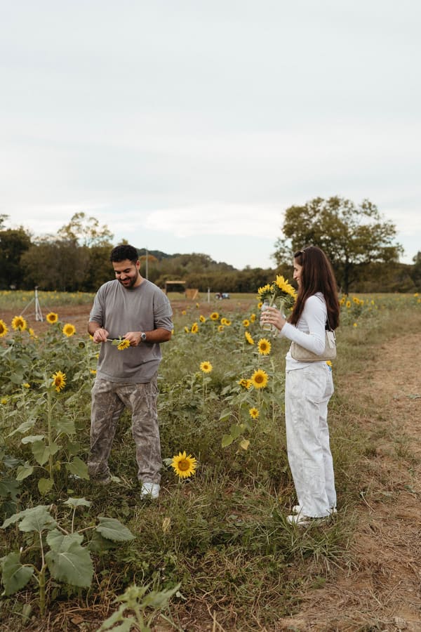 Couple picking sunflowers