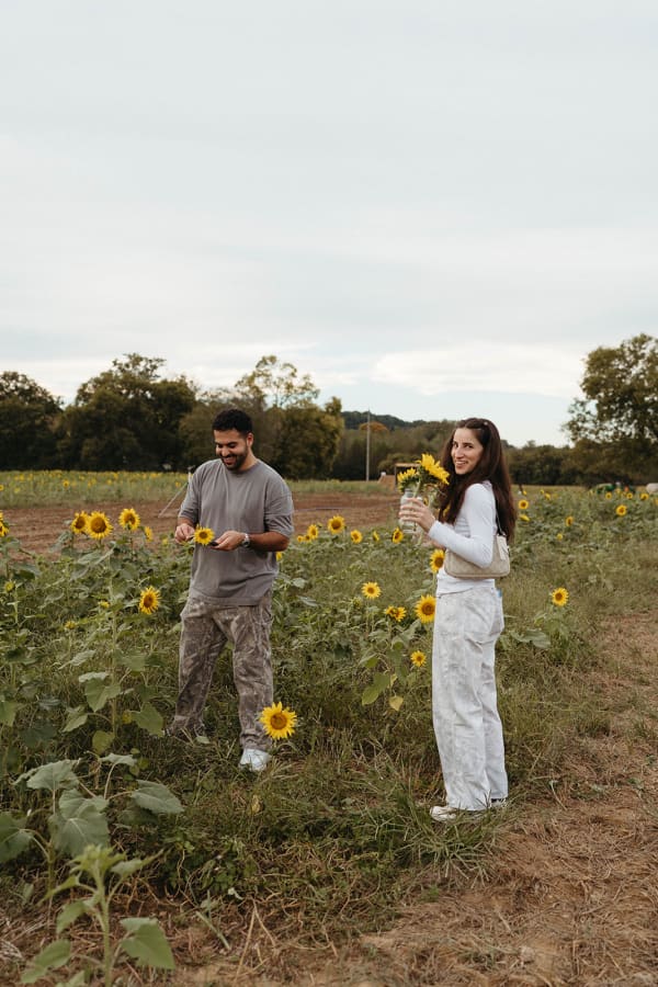 Couple picking sunflowers