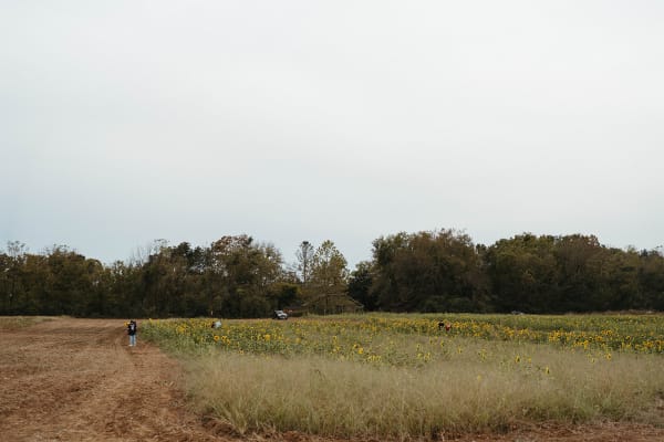 Open field leading to the sunflowers